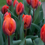 DSC_0523.jpg