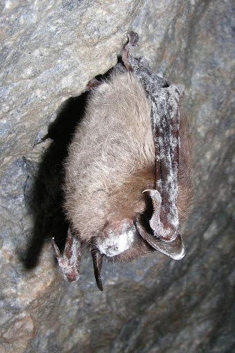Bat infected with white nose syndrome
photo provided by Missouri Department of Conservation