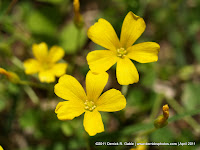 Cinquefoil