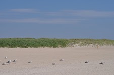 DSC_0456.JPG