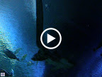 Sharks at the Shark Reef Aquarium at Mandalay Bay.