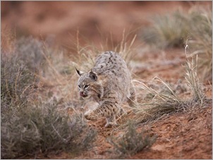 3rd Place  Bobcat Hunting  Michael Watson