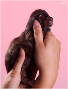 Фото котенка мейн-кун Frida возраст 1 неделя | Питомник Grey Claw`s
