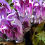 Some sort of wort
www.radicalfish.eu
http://www.skibreezy.com
