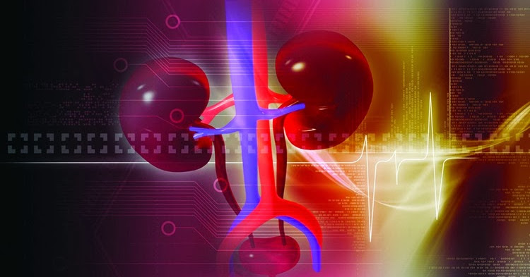 Dosagem de Cistatina C na avaliação da função renal Biomedicina Padrão