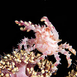 softcoral crab
