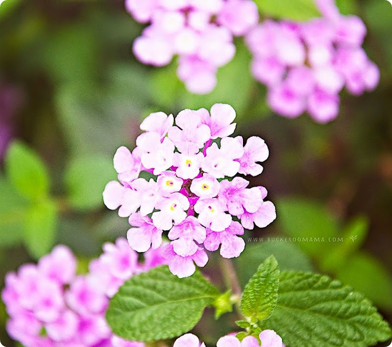 Flowers-(1) Flowers-(1)