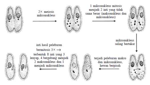 Konjugasi paramaecium Konjugasi paramaecium