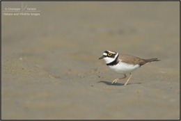 © Giuseppe Varano - Nature and Wildlife Images