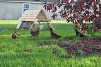  Chicken Gallery