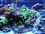 40 Gallon SPS