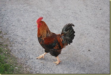 Autumn 2011 - Cock Oct 16