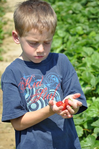 [Strawberry%2520Picking%2520May%25202011%252034%255B2%255D.jpg]