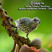 Asian Glossy Starling-03.jpg