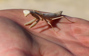 Jake spotted this cool guy up on Egg Mountain.