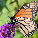 Monarch Butterfly