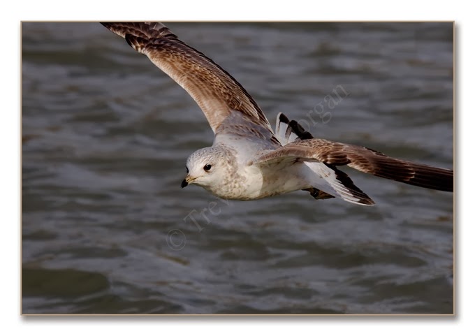 K's Birds 6 C Gull