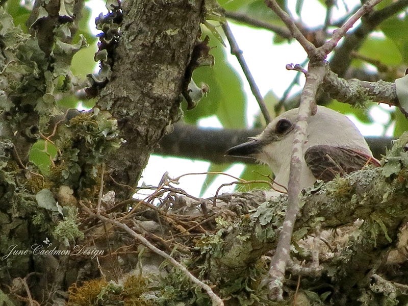 [CloseUp_ScissorTail%255B4%255D.jpg]