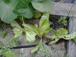 Pretty pathetic looking romaine lettuce :) Pretty pathetic looking romaine lettuce :)