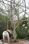 Ryan said that there was another blooming century plant near this fig tree.  Quite sadly, once a century plant blooms, it dies.