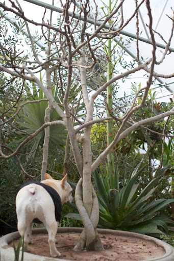Ryan said that there was another blooming century plant near this fig tree. Quite sadly, once a century plant blooms, it dies. Ryan said that there was another blooming century plant near this fig tree. Quite sadly, once a century plant blooms, it dies.