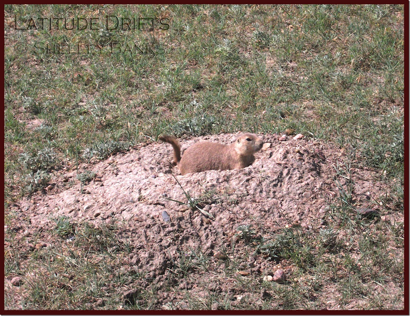 Black-tailed Prairie dog late July