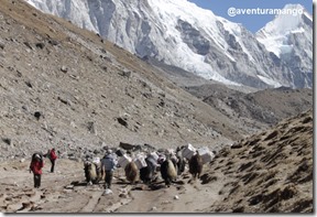 Yaks Yaks