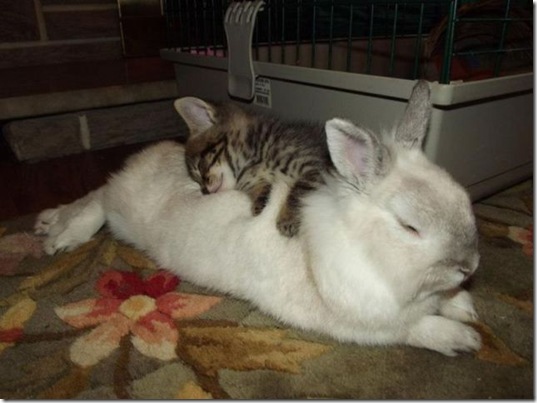 funny-animals-cute-5
