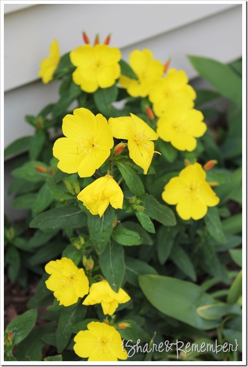 sundrops