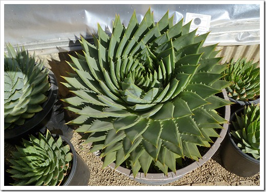 111001_succulent_gardens_aloe_polyphylla_01