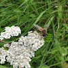 dsc01168.jpg
