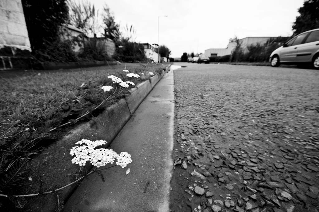 [Roadside-Flowers-3%255B4%255D.jpg]