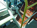 This is the scene that I used to watch 8 hours a day just to make sure the tomato move smoothly.
