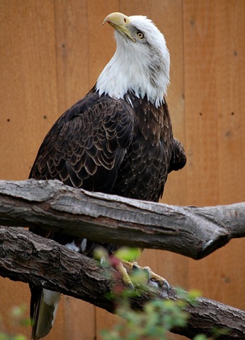 [aviary582.jpg]