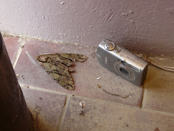 Sphingidae : Sphinginae : Cocytius lucifer ROTHSCHILD & JORDAN, 1903, mâle. Coroico (alt. 1800 m). Bolivie, 7 février 2008. Photo : J. F. Christensen
