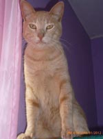 gatitos ventanilla.jpg