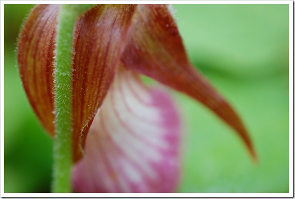 LADY SLIPPER