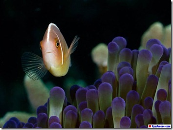 australia barrera coralina (41)