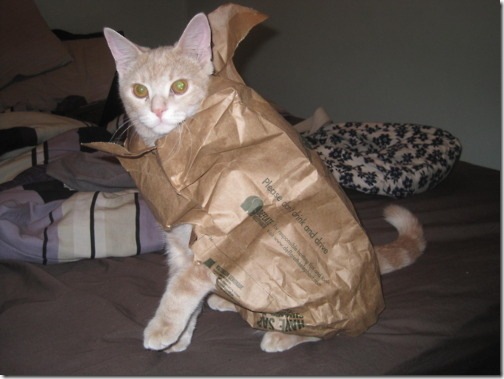 strange-cats-expain-that-enhanced-buzz-7171-1334167584-53