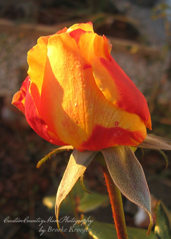 [IMG_2103%255B3%255D.jpg]
