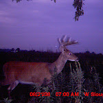 nichols deer 216.JPG