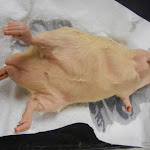 rat_male.JPG