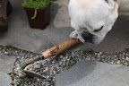 I can help you.  I'll just grab Martha's favorite Japanese cultivator and scrape away some of the gravel.