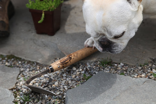 I can help you.  I'll just grab Martha's favorite Japanese cultivator and scrape away some of the gravel.