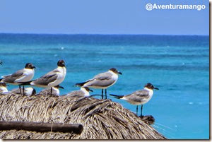 Gaivota em cayo Largo, Cuba (3)