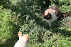 Hey Sharkey, want to take a little sniff of my catnip?