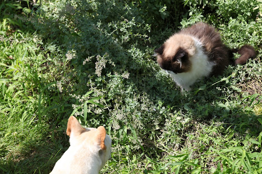 Hey Sharkey, want to take a little sniff of my catnip?