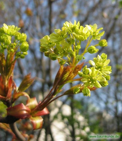 ahornblüte