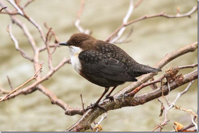Dipper-1 Dipper-1