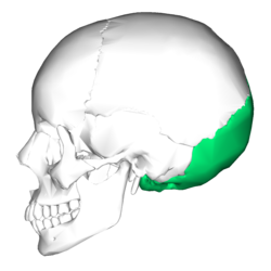 [250px-Occipital_bone_lateral42.png]